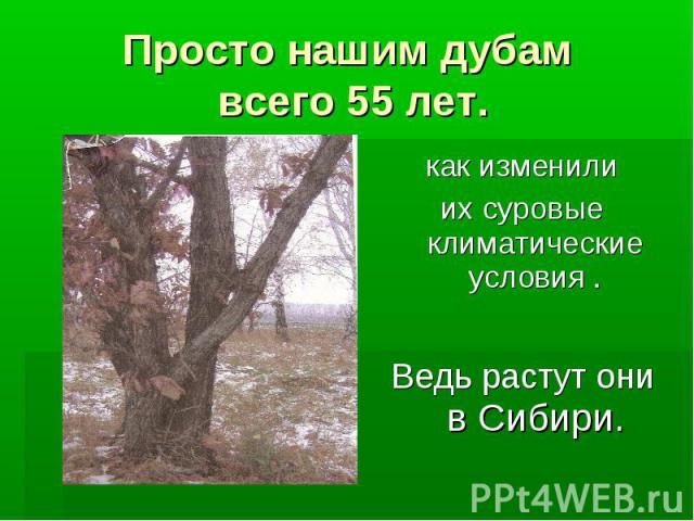 Просто нашим дубам всего 55 лет. как изменилиих суровые климатические условия . Ведь растут они в Сибири.