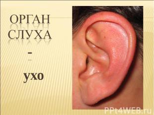 Орган слуха- ухо