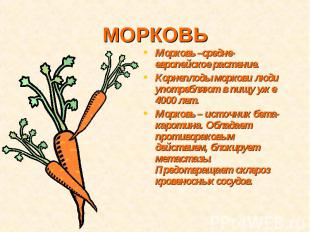 МОРКОВЬМорковь –средне-европейское растение.Корнеплоды моркови люди употребляют