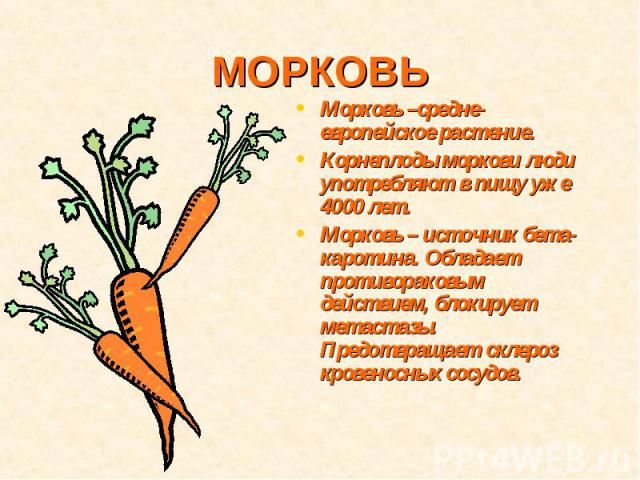 МОРКОВЬМорковь –средне-европейское растение.Корнеплоды моркови люди употребляют в пищу уже 4000 лет.Морковь – источник бета-каротина. Обладает противораковым действием, блокирует метастазы. Предотвращает склероз кровеносных сосудов.