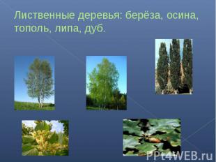 Лиственные деревья: берёза, осина, тополь, липа, дуб.