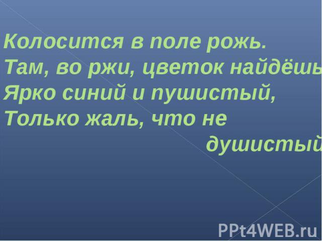 Колосится в поле рожь.Там, во ржи, цветок найдёшь,Ярко синий и пушистый,Только жаль, что не душистый.