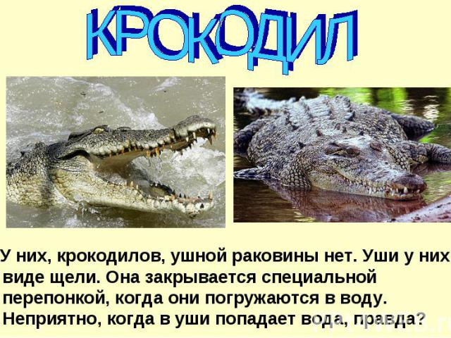 КРОКОДИЛ У них, крокодилов, ушной раковины нет. Уши у них в виде щели. Она закрывается специальной перепонкой, когда они погружаются в воду. Неприятно, когда в уши попадает вода, правда?