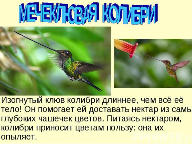 МЕЧЕКЛЮВАЯ КОЛИБРИ Изогнутый клюв колибри длиннее, чем всё её тело! Он помогает ей доставать нектар из самых глубоких чашечек цветов. Питаясь нектаром, колибри приносит цветам пользу: она их опыляет.