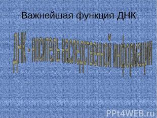 Важнейшая функция ДНК ДНК - носитель наследственной информации