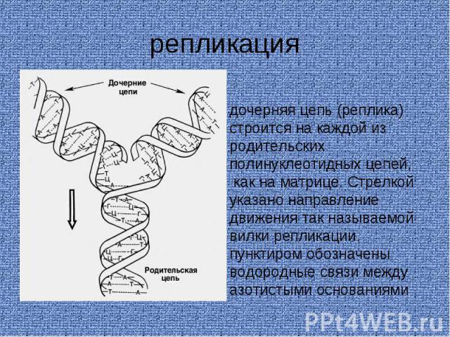 репликация дочерняя цепь (реплика) строится на каждой из родительских полинуклеотидных цепей, как на матрице. Стрелкой указано направление движения так называемой вилки репликации, пунктиром обозначены водородные связи между азотистыми основаниями