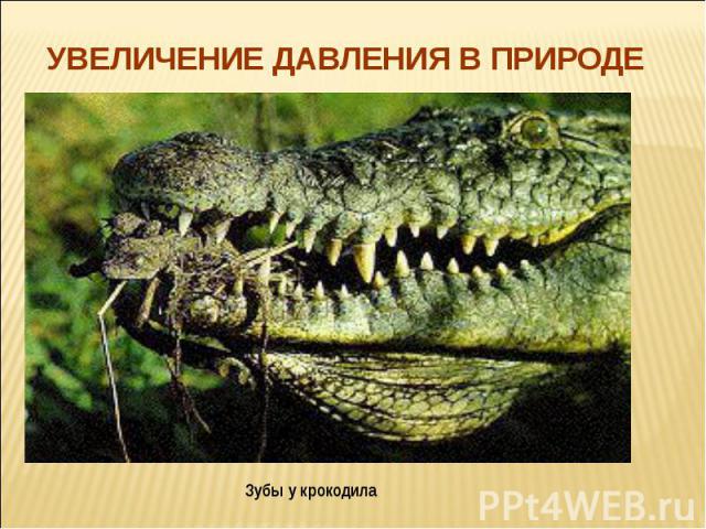 Увеличение давления в природе Зубы у крокодила