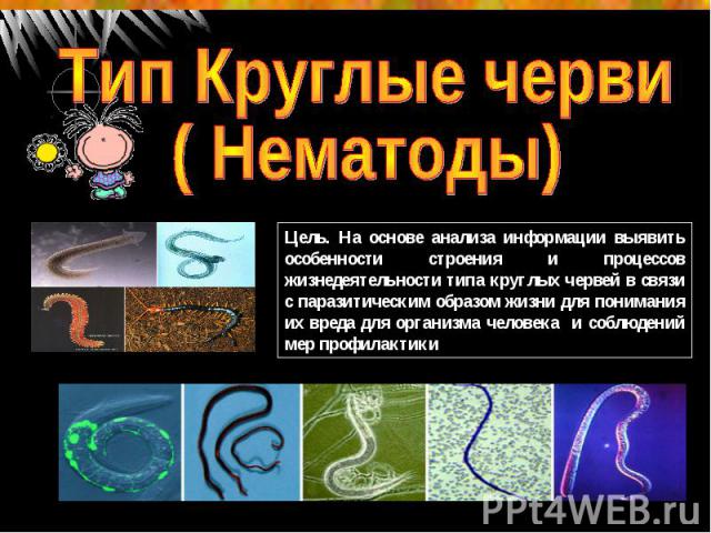 Тип Круглые черви ( Нематоды) Цель. На основе анализа информации выявить особенности строения и процессов жизнедеятельности типа круглых червей в связи с паразитическим образом жизни для понимания их вреда для организма человека и соблюдений мер про…