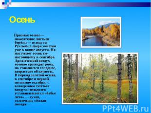 Осень Признак осени — пожелтение листьев берёзы — всюду на Русском Севере замете