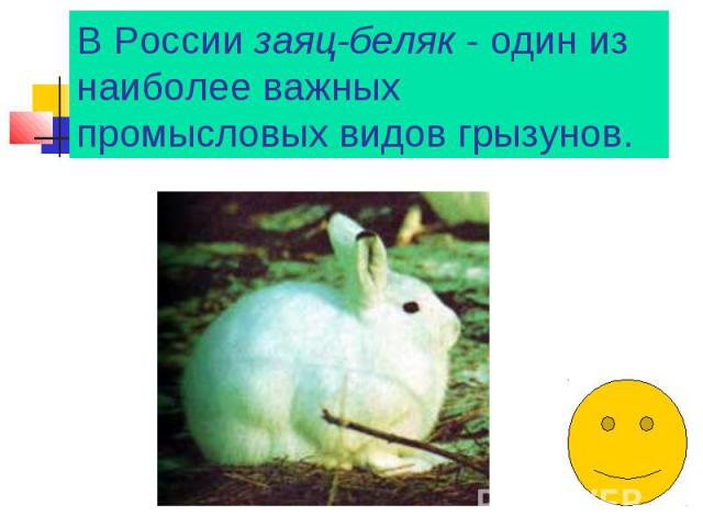 В России заяц-беляк - один из наиболее важных промысловых видов грызунов.