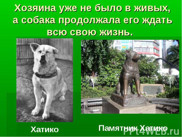 Хозяина уже не было в живых, а собака продолжала его ждать всю свою жизнь. Хатико Памятник Хатико