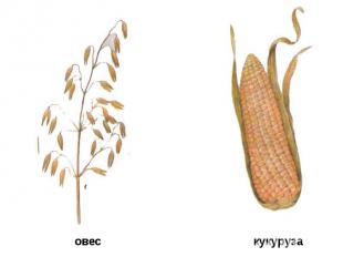 овес кукуруза