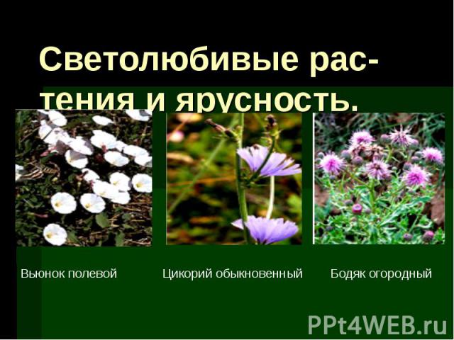 Видовое разнообразие луга. Светолюбивые растения примеры. Гелиофиты светолюбивые растения. Признаки светолюбивых растений.