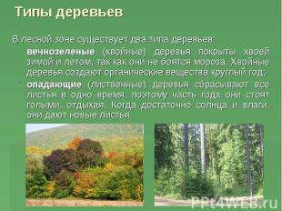 Типы деревьев В лесной зоне существует два типа деревьев: вечнозеленые (хвойные)
