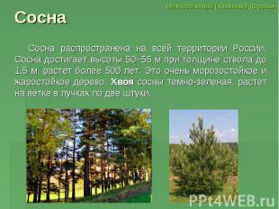 Сосна Сосна распространена на всей территории России. Сосна достигает высоты 50−
