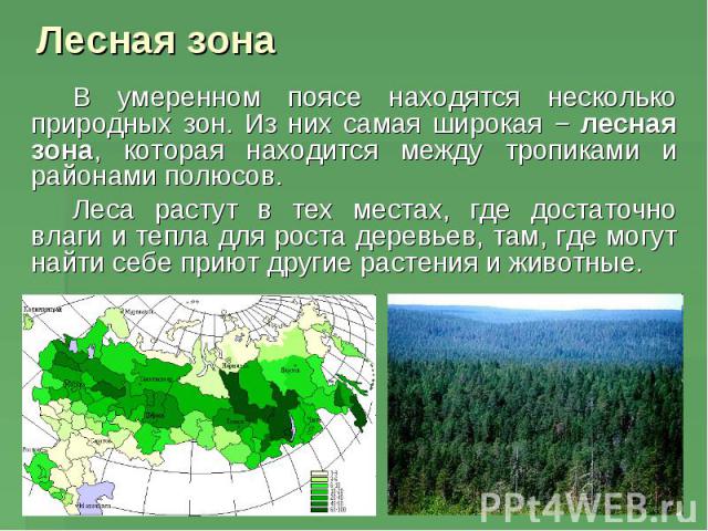 Лесная зона В умеренном поясе находятся несколько природных зон. Из них самая широкая − лесная зона, которая находится между тропиками и районами полюсов. Леса растут в тех местах, где достаточно влаги и тепла для роста деревьев, там, где могут найт…