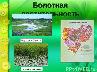 Болотная растительность Верховые болота Низинные болота