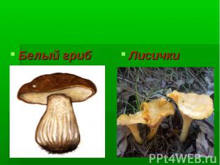 Многоклеточные грибы Белый гриб Лисички