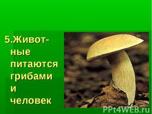 Значение грибов: 5.Живот-ные питаются грибами и человек
