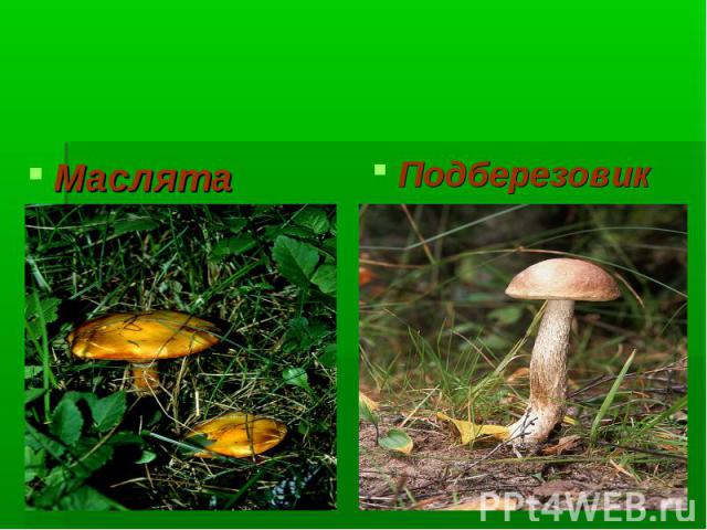 Многоклеточные грибы Маслята Подберезовик