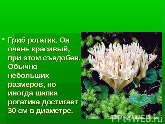 Многоклеточные грибы Гриб рогатик. Он очень красивый, при этом съедобен. Обычно небольших размеров, но иногда шапка рогатика достигает 30 см в диаметре.