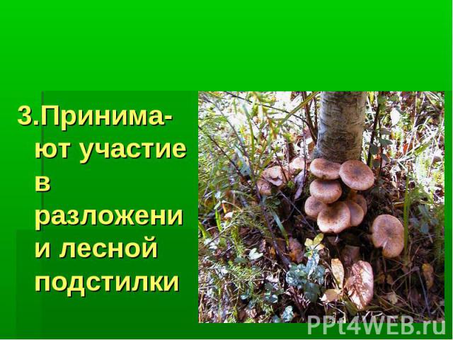 Значение грибов: 3.Принима-ют участие в разложении лесной подстилки