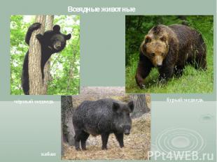 Всеядные животные чёрный медведь кабан бурый медведь