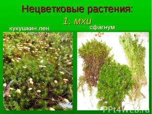 Нецветковые растения: 1. мхи кукушкин лен сфагнум