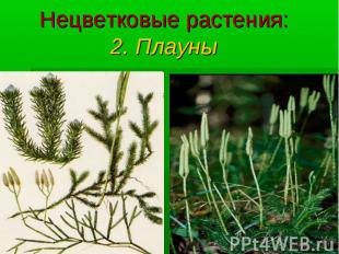 Нецветковые растения: 2. Плауны