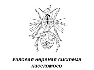 Узловая нервная система насекомого