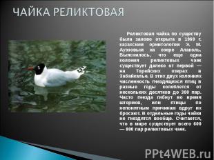 ЧАЙКА РЕЛИКТОВАЯ Реликтовая чайка по существу была заново открыта в 1969 г. каза