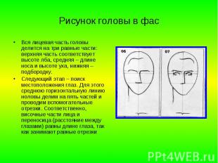 Рисунок головы в фас Вся лицевая часть головы делится на три равные части: верхн