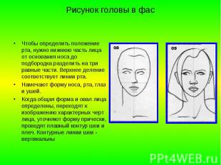 Рисунок головы в фас Чтобы определить положение рта, нужно нижнюю часть лица от