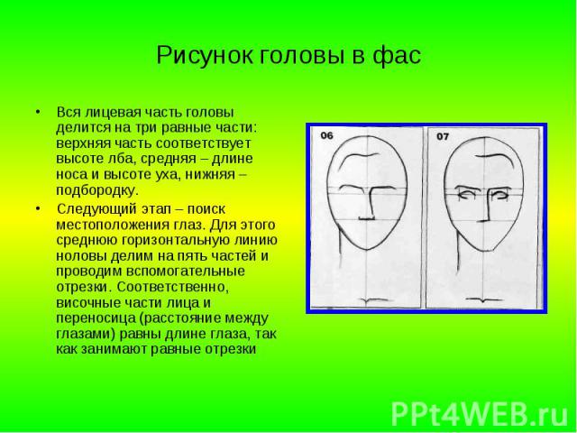 Рисунок головы в фас Вся лицевая часть головы делится на три равные части: верхняя часть соответствует высоте лба, средняя – длине носа и высоте уха, нижняя – подбородку. Следующий этап – поиск местоположения глаз. Для этого среднюю горизонтальную л…