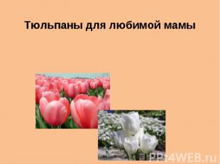 Тюльпаны для любимой мамы