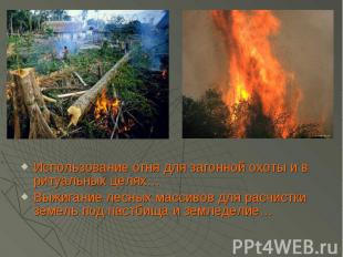 Использование огня для загонной охоты и в ритуальных целях… Выжигание лесных мас
