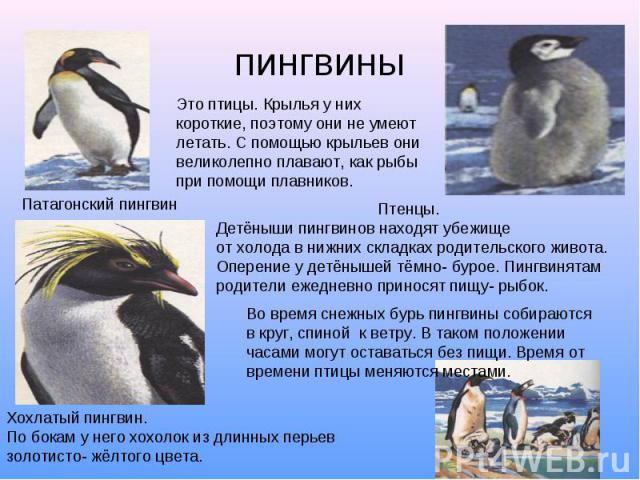 Какой тип развития характерен для субантарктического пингвина. Какой Тип развития у пингвинов. Пингвин умеет летать. Короткие Крылья помогают пингвинам. Почему пингвины не летают.