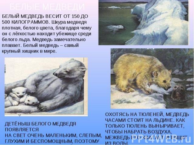 БЕЛЫЕ МЕДВЕДИ БЕЛЫЙ МЕДВЕДЬ ВЕСИТ ОТ 150 ДО 500 КИЛОГРАММОВ. Шкура медведя плотная, белого цвета, благодаря чему он с лёгкостью находит убежище среди белого льда. Медведь замечательно плавает. Белый медведь – самый крупный хищник в мире. ДЕТЁНЫШ БЕЛ…