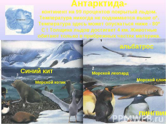 Антарктида- континент на 99 процентов покрытый льдом. Температура никогда не поднимается выше о . Температура здесь может опускаться ниже - 80 С ! Толщина льдов достигает 4 км. Животные обитают только в прибрежных частях материка.