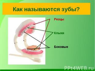 Как называются зубы? Резцы Клыки Боковые