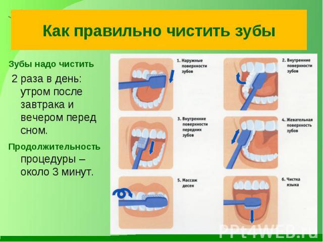 Как правильно чистить зубыЗубы надо чистить 2 раза в день: утром после завтрака и вечером перед сном. Продолжительность процедуры – около 3 минут.