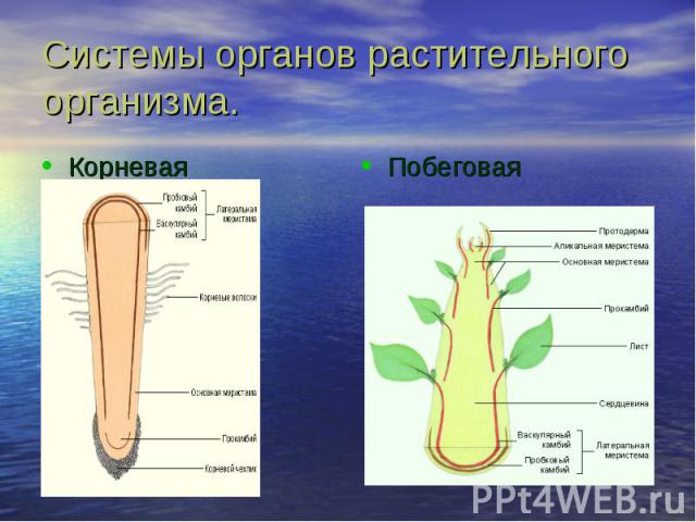 Системы органов растительного орга низма. Корневая Побеговая