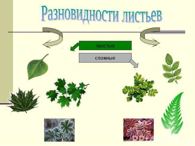 Разновидности листьев простые сложные