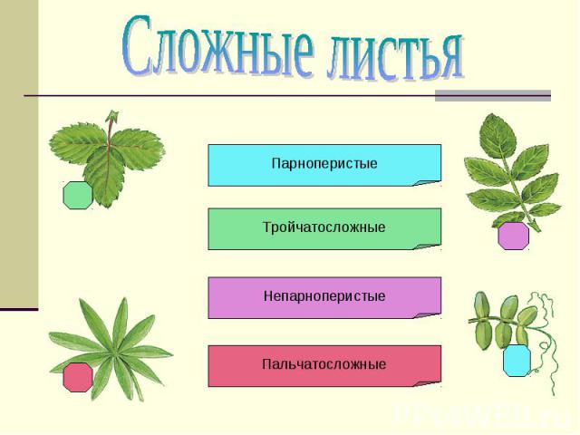 Сложные листья Парноперистые Тройчатосложные Непарноперистые Пальчатосложные