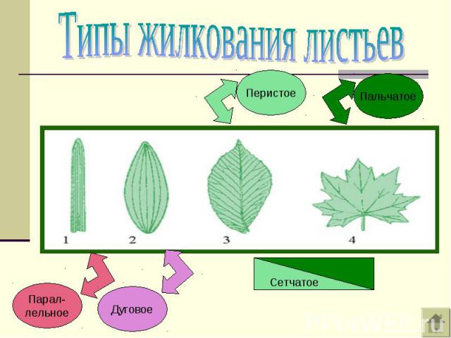 Типы жилкования листьев