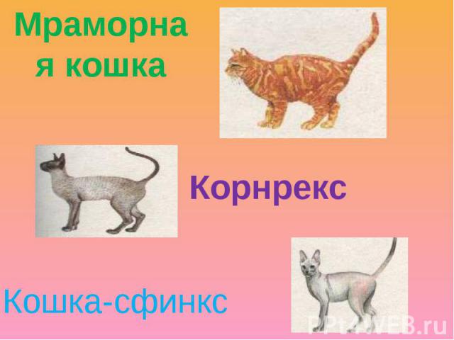 Мраморная кошкаКорнрекс Кошка-сфинкс