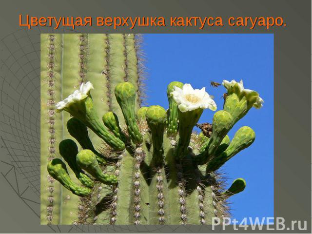 Цветущая верхушка кактуса caryapo.