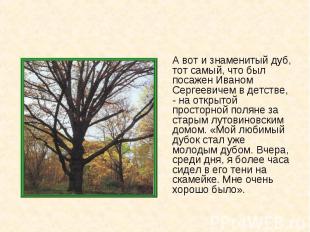 А вот и знаменитый дуб, тот самый, что был посажен Иваном Сергеевичем в детстве,