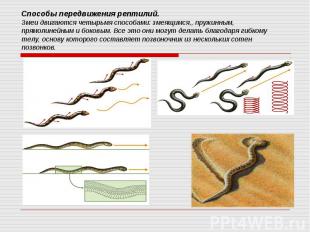 Способы передвижения рептилий. Змеи двигаются четырьмя способами: змеящимся,, пр