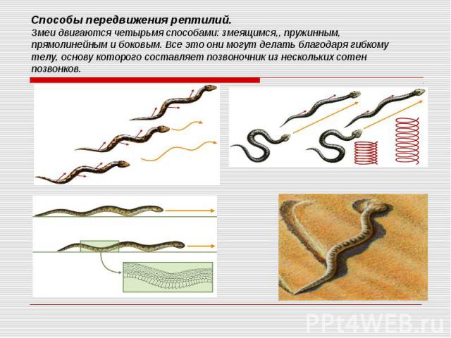 Способы передвижения рептилий. Змеи двигаются четырьмя способами: змеящимся,, пружинным, прямолинейным и боковым. Все это они могут делать благодаря гибкому телу, основу которого составляет позвоночник из нескольких сотен позвонков.
